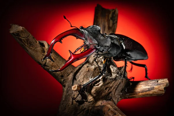 Escarabajo Ciervo Primer Plano Escarabajo Grande Con Cuernos Una Rama — Foto de Stock