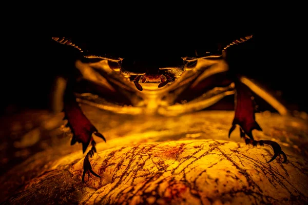 Escarabajo Una Piedra Luminosa Dragón Montaña Oro Escarabajo Ciervo Hembra Fotos de stock