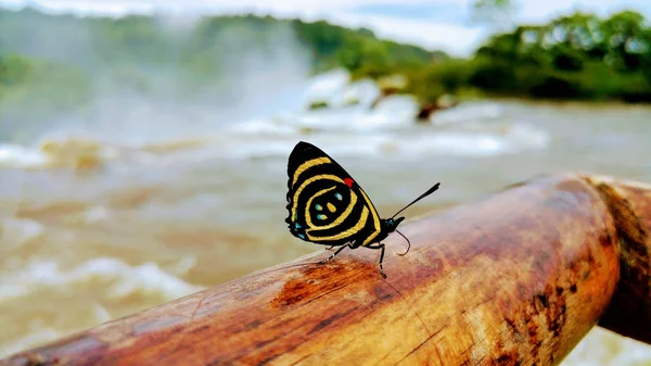 Hermosa mariposa captada en las cataratas del Iguazu.