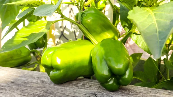 Pimientos Verdes Jardín Fotos de stock