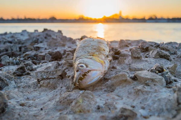 Dead fish on the beach for possible contamination.