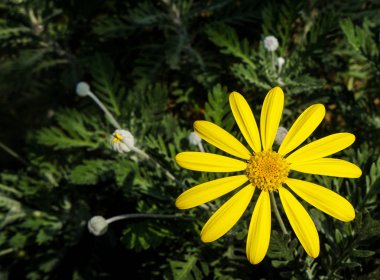 Botanik bahçesinde sarı çiçekler