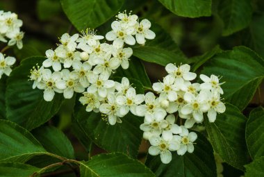 Yol kenarında beyaz çiçekler