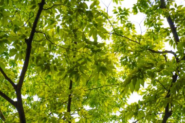 baharın yeşil yaprakları