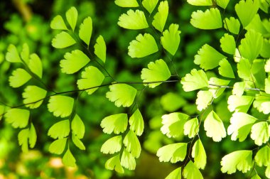 Maidenhair Fern - Adiantum Botanik Bahçesi