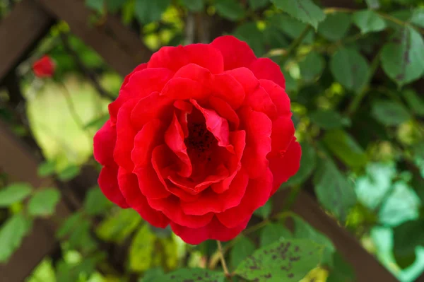 Uma Rosa Vermelha Jardim Rosas — Fotografia de Stock