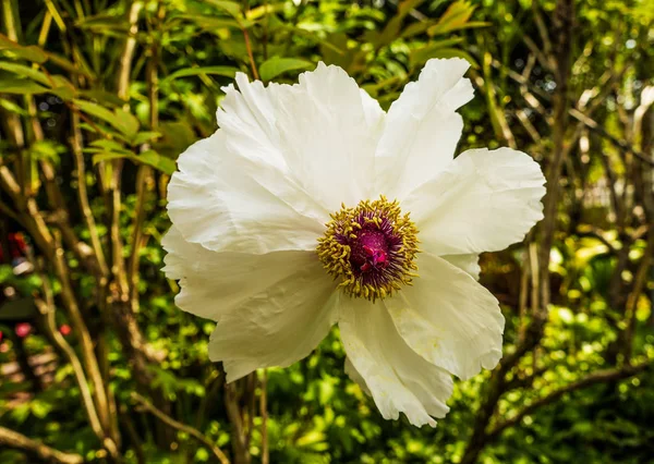 white peony flowers by the roadside