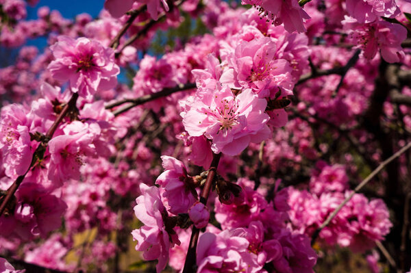 the spring scenery of plum blossoms