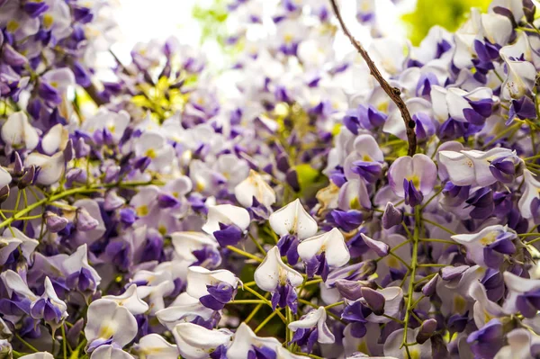 rattan flowera bir parkta çiçeklenme