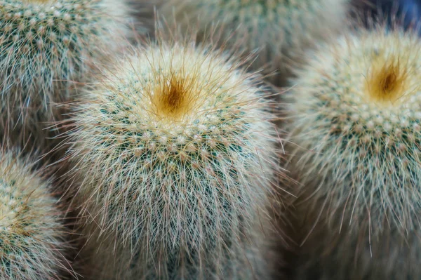 Kaktusy Tropikalnych Ogrodów Botanicznych — Zdjęcie stockowe