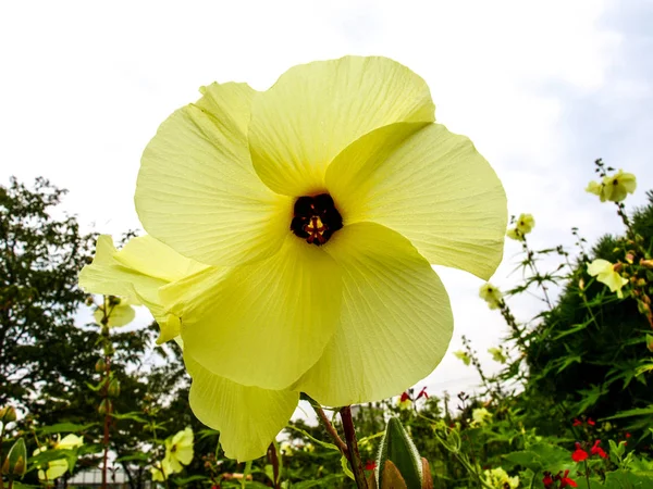 Auf Einem Spaziergang Mit Gelben Blumen — Stockfoto