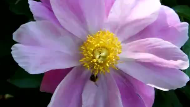 May Peony Flowers Bees — Stock Video