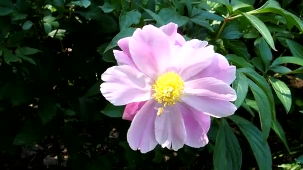 May Peony Flowers Bees — Stock Video