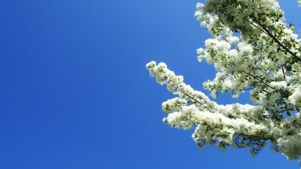 Moge Blauwe Lucht Fluttering Fringetree — Stockvideo