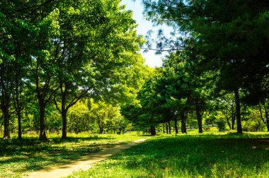 yeşil park ın içinden bir yol