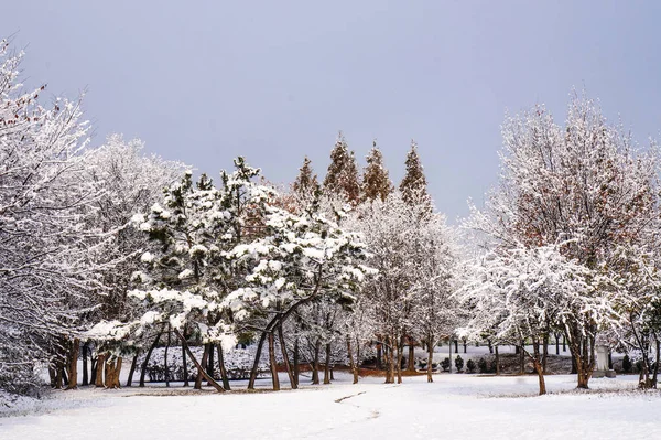 Vinter Snöiga Park Scenic Area — Stockfoto