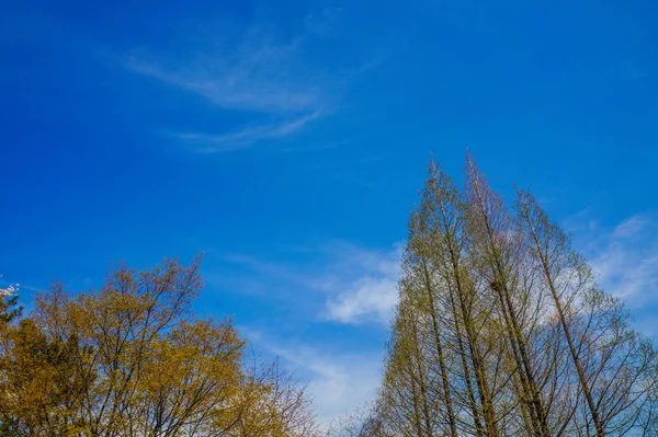 Uma Paisagem Com Céu Azul Árvores — Fotografia de Stock