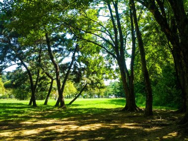 yemyeşil ağaçlar ve yollar