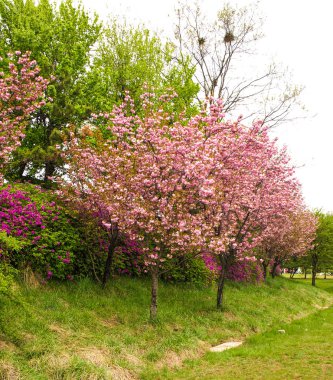 Bahçedeki güzel çiçekler