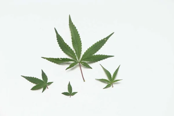 Marijuana Leaves Isolated White Background — Stock Photo, Image