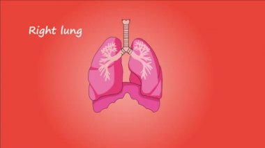 İnsan Ciğerlerinin Görüntüleri. Kırmızı arka planda yalıtılmış.