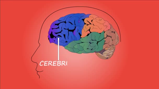 Des Images Cerveau Isolé Sur Fond Rouge — Video