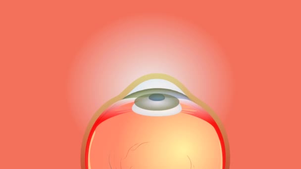 Filmagem Olhos Humanos Isolado Fundo Vermelho — Vídeo de Stock