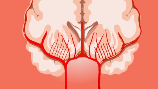 Filmagem Cérebro Isolado Fundo Vermelho — Vídeo de Stock