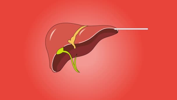 Footage Human Liver Isolated Red Background — Stock Video