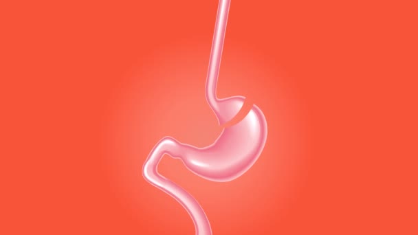 Footage Human Stomach Isolated Red Background — Stock Video