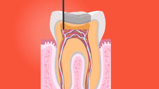 Bilder Mänskliga Tänder Isolerad Röd Bakgrund — Stockvideo