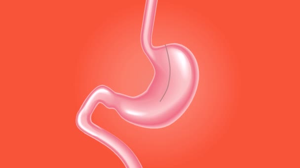 Footage Human Stomach Isolated Red Background — Stock Video