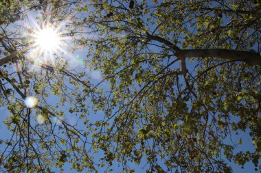 Sonnenstern öldü Blaetter.