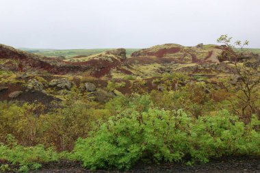 Eine Mooslandschaft içinde Reykjavik