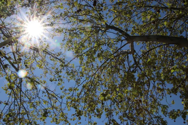 Sonnenstern öldü Blaetter.