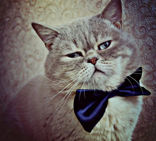 Flauschig Schöne Schottische Katze Einem Eleganten Blauen Schmetterling — Stockfoto