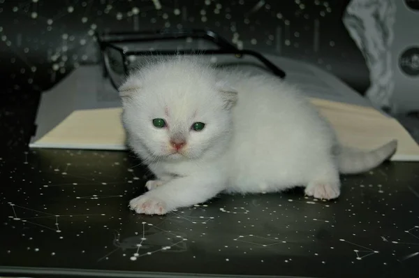 小さな白い子猫スコットランドの本と黒縁のメガネの背景に繁殖 — ストック写真
