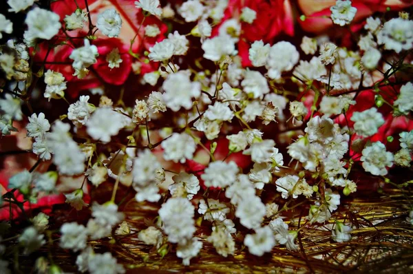 Hermoso Ramo Para Una Dama Que Consiste Rosas Suavemente Rosadas — Foto de Stock