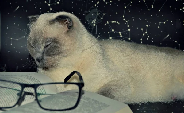 白いふわふわのスコットランドの猫は 星空の背景に面白いと大きな本のために黒い溶融で眼鏡をかけています — ストック写真