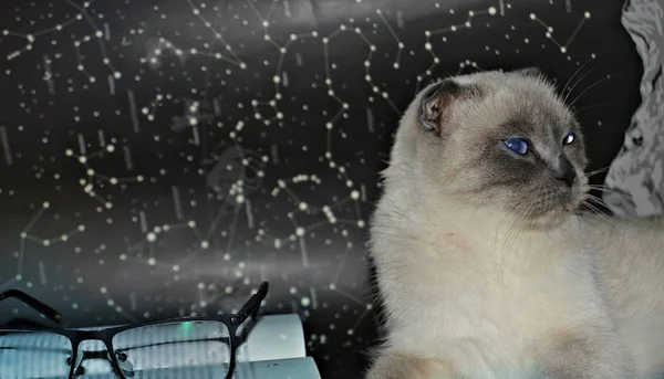 Vacker Elegant Smart Vit Katt Skotsk Ras Punktfärg Bakgrunden Ljusa — Stockfoto