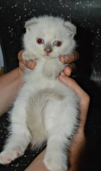 Petit Chat Écossais Couleur Point Race Sur Ses Mains Très — Photo