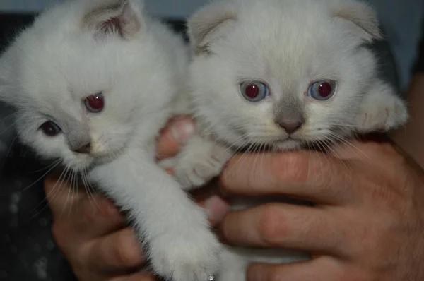 Kicsi Fehér Skót Macskák Tenyészt Pont Befest Kezek Igazi Édes — Stock Fotó