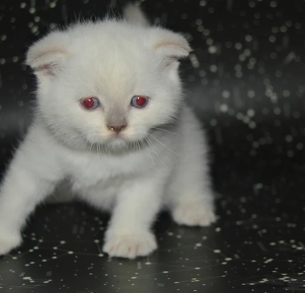 Petit Chat Écossais Couleur Point Race Sur Ses Mains Très — Photo