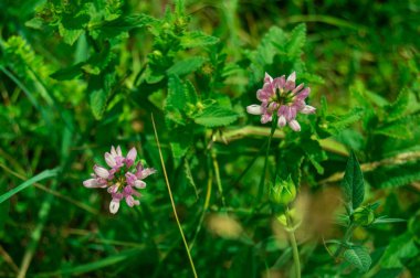 yeşil bitki örtüsü bir arka planda iki küçük mor yaz çiçek