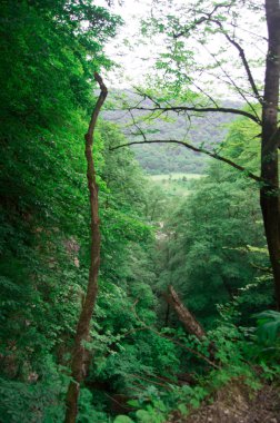 yeşil bitki örtüsü, yeşil ağaçlar ve çalılar bir tepe bulutlu gün açık görünümü