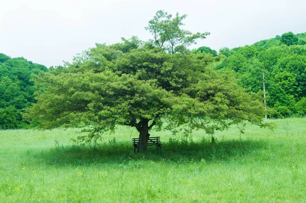 テクスチャー明るい緑の木美しい三角形 低い草と雲の少量と青い空 — ストック写真