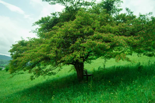 Strukturierte Hellgrüne Baum Schöne Dreieckige Form Niedriges Gras Und Blauer — Stockfoto