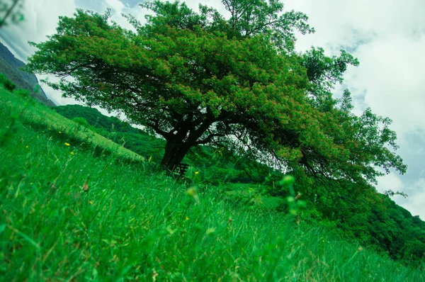 テクスチャー明るい緑の木美しい三角形 低い草と雲の少量と青い空 — ストック写真