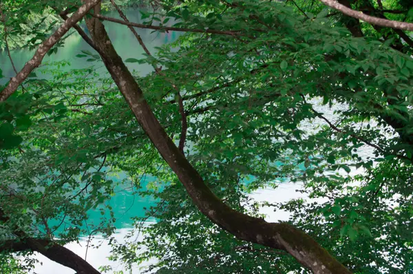 Kuzey Kafkasya Nın Mavi Gölünün Berrak Yüzeyi Ona Bükülmüş Ağaç — Stok fotoğraf