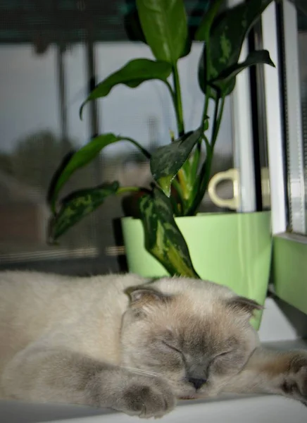 calm peaceful Scottish cat sleeping on the window next to a green flower on the background of sunset